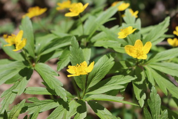 Yellow buttercups bloomed in the forest in spring on a sunny day