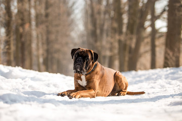 Dog breed boxer in the winter forest