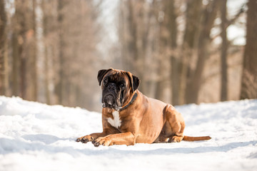 Dog breed boxer in the winter forest