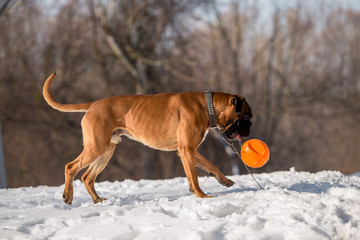 Dog breed boxer in the winter forest
