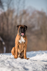 Dog breed boxer in the winter forest