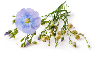 Flower and capsules with seed flax (Linum usitatissimum) common names common flax or linseed on a white background with space for text. - obrazy, fototapety, plakaty