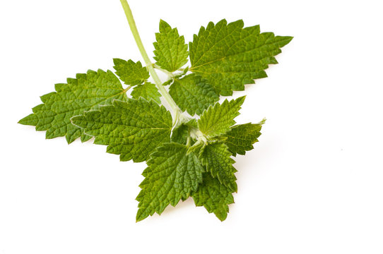 nettle branch isolated on white background