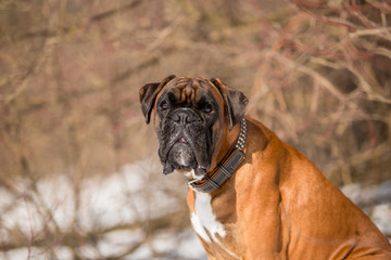 Dog breed boxer in the winter forest