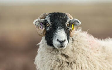 Swaledale ewe in Winter.  Facing forward.  Blurred background. Horizontal.  Landscape. 