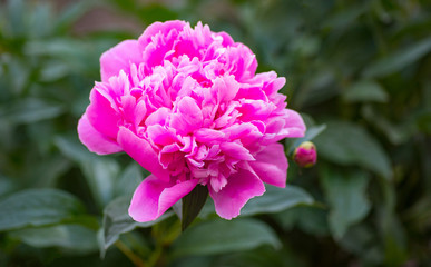 peony flower with green leaves close up