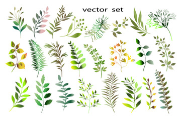 Botanical collection. Herbs, leaves, flowers. A set of decorative elements.Vector illustration. Variety of shapes and colors.
