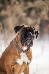 Dog breed boxer in the winter forest