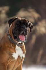 Dog breed boxer in the winter forest