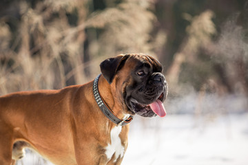 Dog breed boxer in the winter forest
