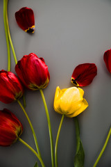Fototapeta premium Tulips on table