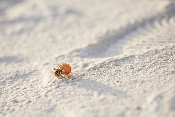 Resident of a small island