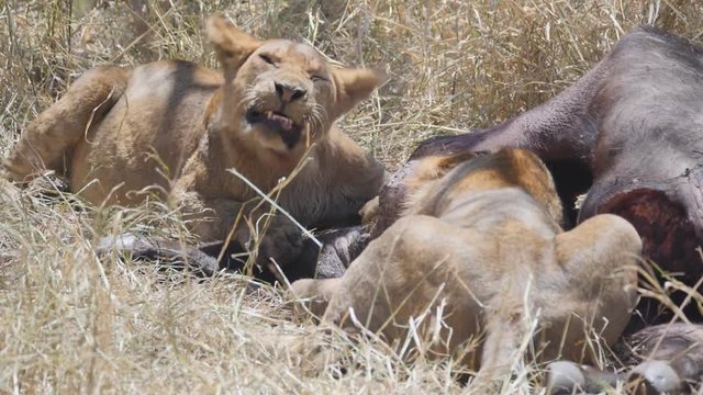 a 180p slow motion shot of a lion shaking its head beside a buffalo kill at serengeti national park in tanzania