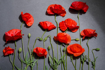 red poppies on grey background