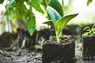 Garden seedlings on wood