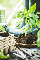 Garden seedlings on wood