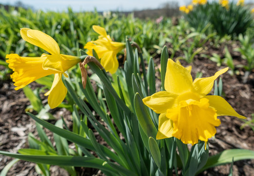 Yellow Daffodils in bloom with a shallow depth of field - image