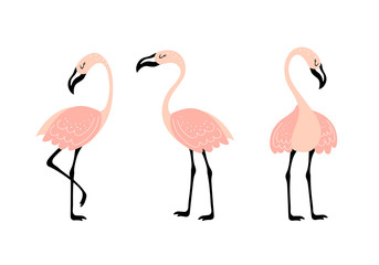 Fototapeta premium Vector set with three pink flamingos