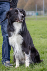 Fototapeta premium Border collie