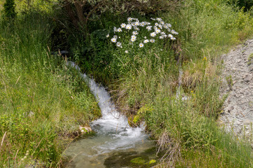 Mountain river and blooming daisies on a sunny day