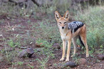 Schabrackenschakal / Blackbacked jackal / Canis mesomelas