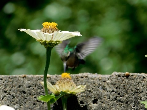 picaflor tente papelillo p&aacute;jaro volar