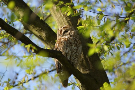 Kautz Bilder Durchsuchen 232 Archivfotos, und Videos