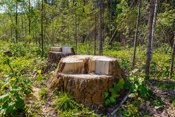 Naklejka premium stumps in the forest, remnants of felled tree, deforestation