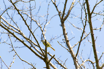 青空とウグイス