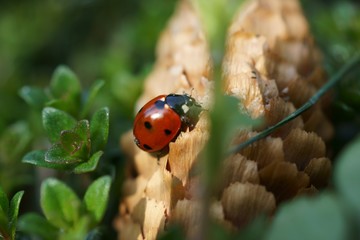 Marienkäfer 2