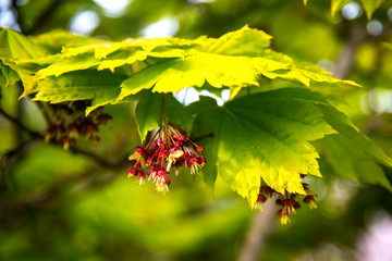 autumn leaves on green background