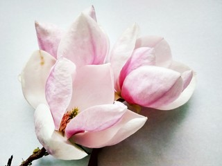 Beautiful first spring flower magnolia close up