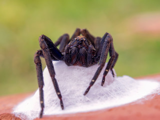 Macro photography of a big black wolf spider protecting her nest. Captured at the Andean mountains of central Colombia. (center)