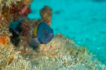 小笠原　ツチホゼリの幼魚