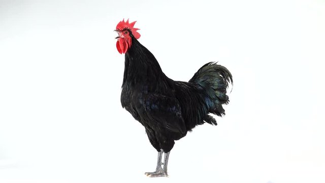 black rooster australorp (Gallus gallus) with dark green plumage singing on white screen. sound
