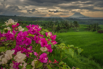 Fototapeta premium The rice terraces of Jatiluwih on a cloudy morning