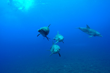小笠原の海を泳ぐミナミハンドウイルカ
