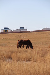 Horse on the autumn meadow