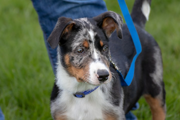 young beauceron on the grass