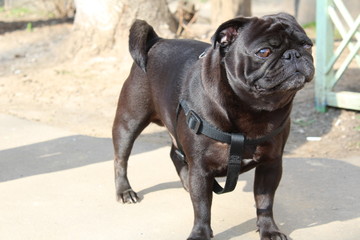 dog pug for a walk close-up