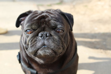 pug on a white background