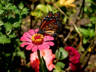 mariposa flor jardin