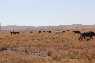 Autumn grassland