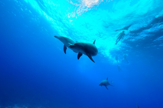 小笠原の海を泳ぐミナミハンドウイルカ © shota