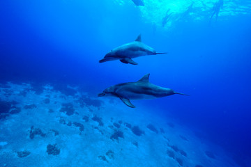 Obraz na płótnie Canvas 小笠原の海を泳ぐミナミハンドウイルカ