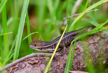 Close-up photography of a brown lacerta standing on a dried branch, captured at the Anean mountains of central Colombia.