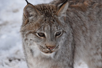 Bobcat thoughts