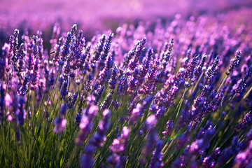 Lavender plant, blue purple field flowers, blooming floral background