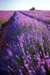 Fototapeta na wymiar Lavender plant, blue purple field flowers, blooming floral background