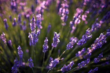 Lavender plant, blue purple field flowers closeup, blooming floral background